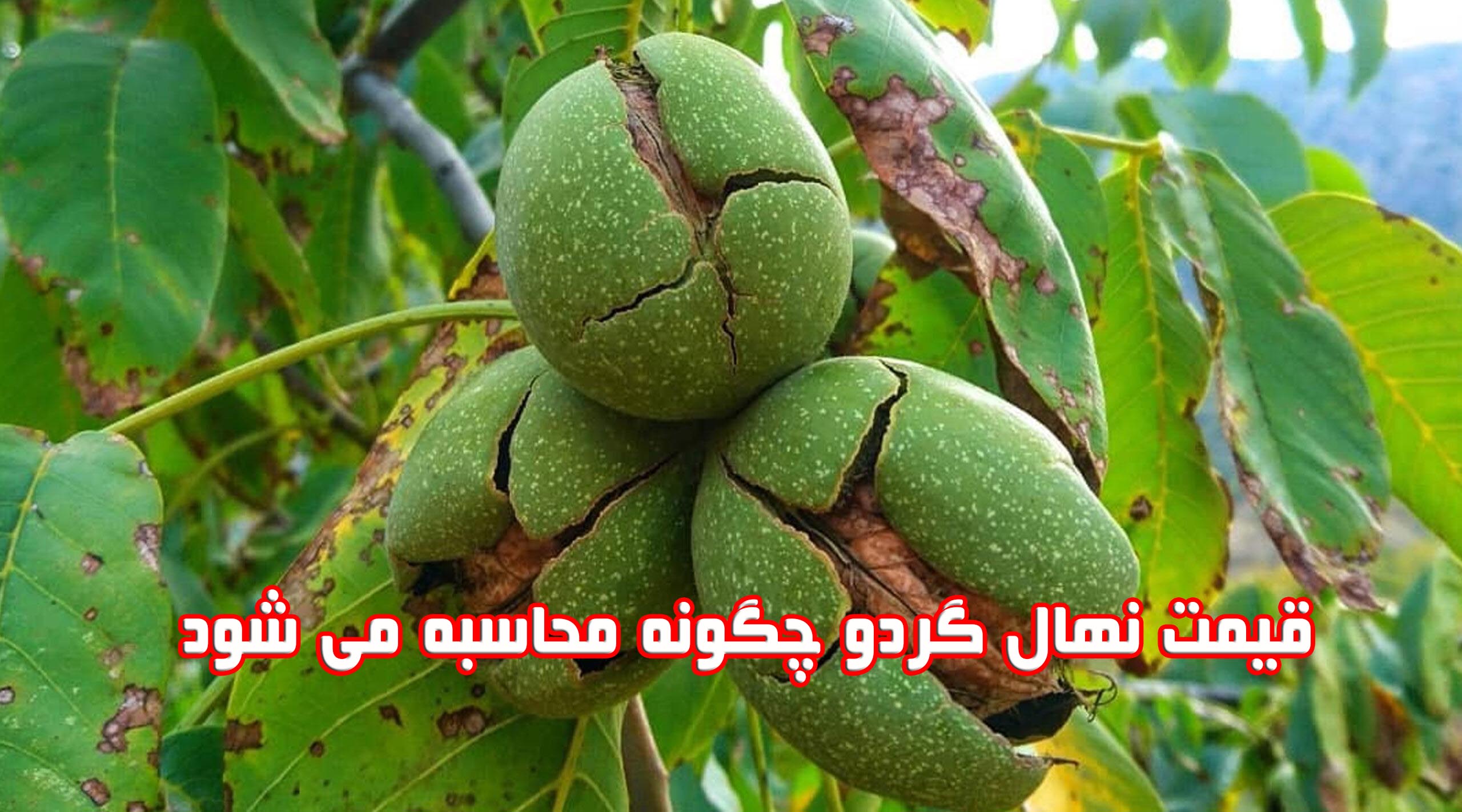 قیمت نهال گردو چگونه محاسبه می شود