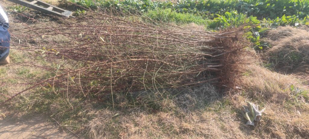 نهال نمونه جایا کالا