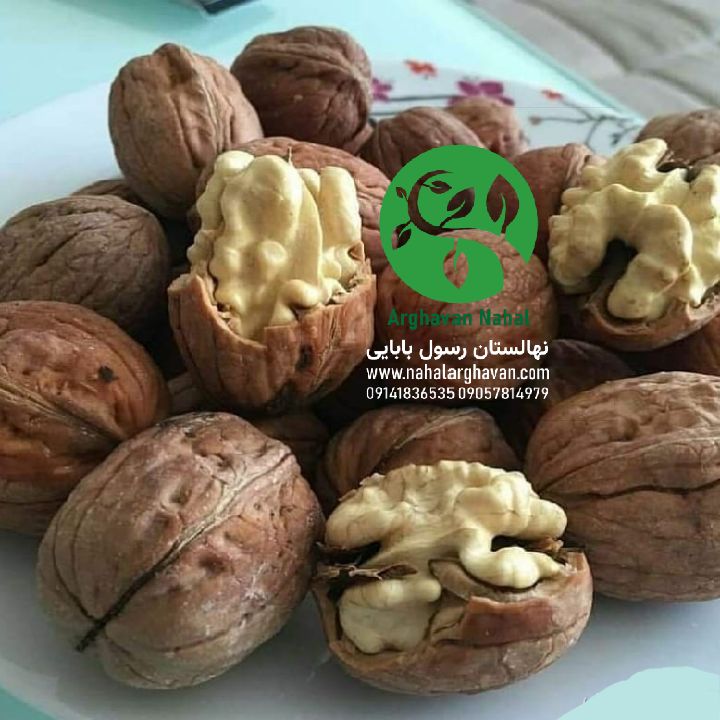 گردوی ژنوتیپ 9