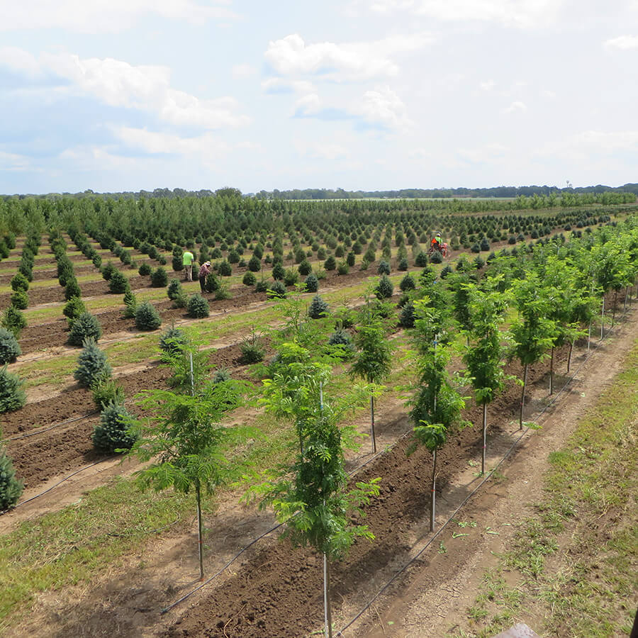 بیش از 2 میلیون نهال در جایا کالا