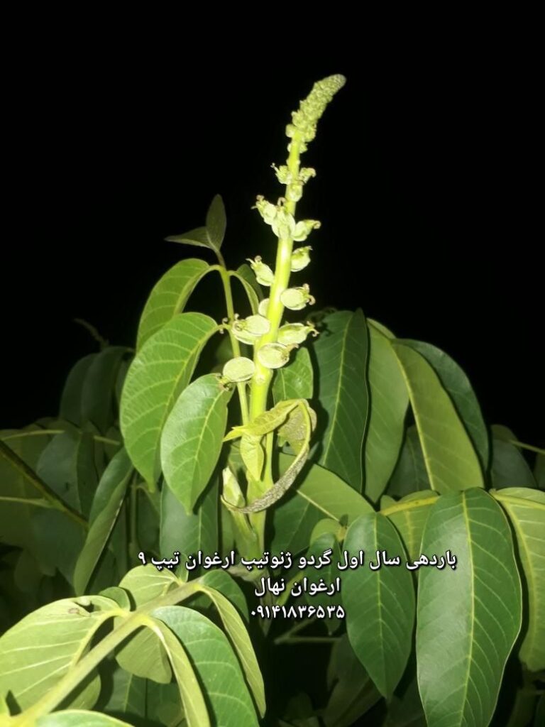 گردوی تیپ 9 ارغوان