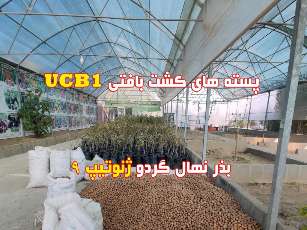 نهال کشت بافتی پسته جایا