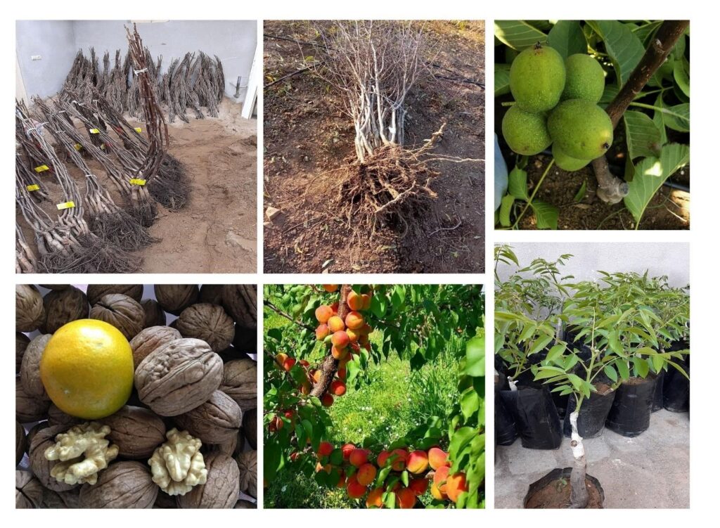 نهالستان گردوی جایا کالا