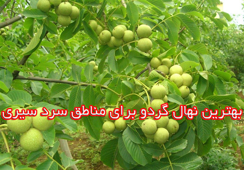 بهترین نهال گردو برای مناطق سرد سیری
