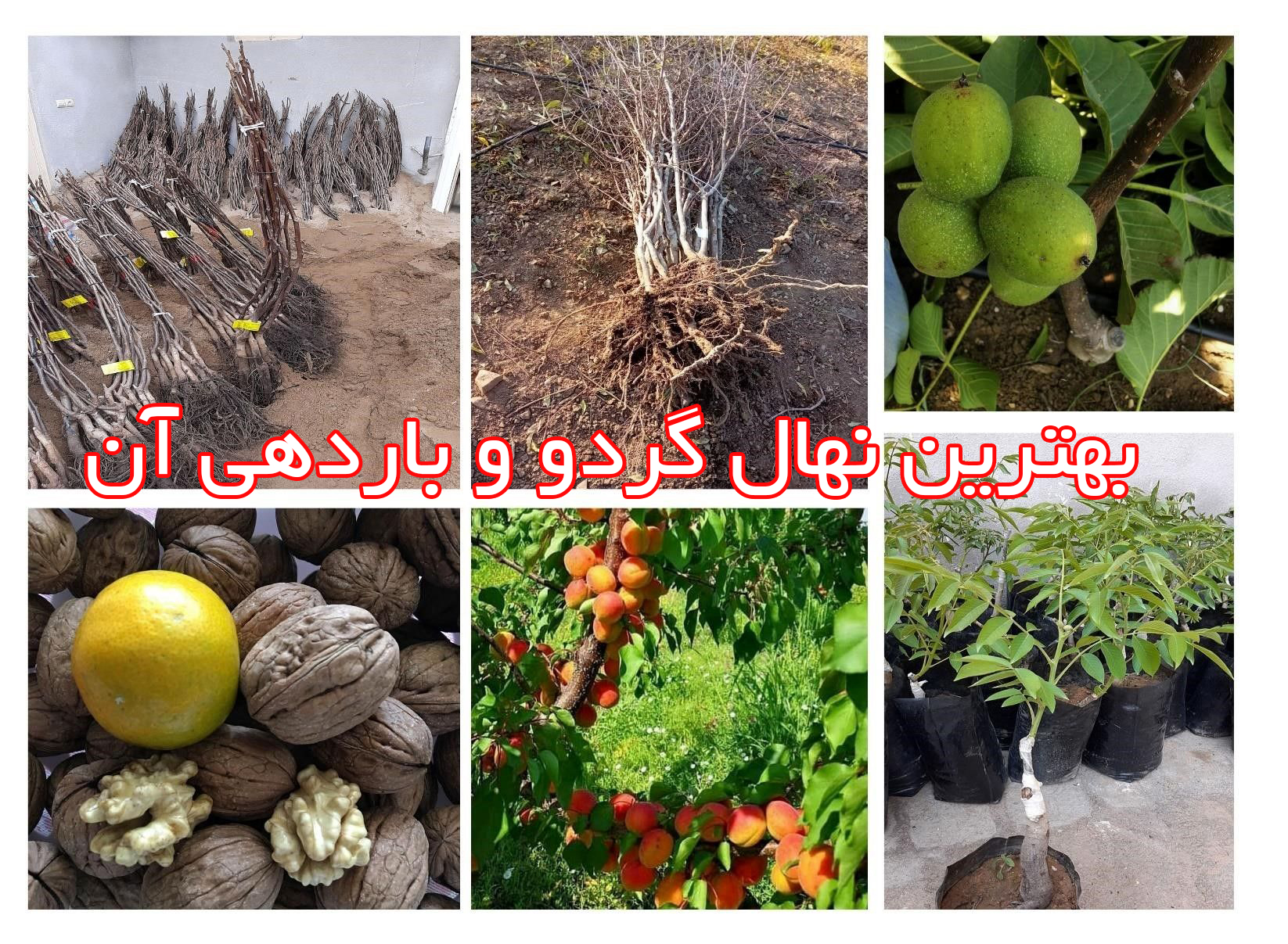 بهترین نهال گردو و باردهی آن