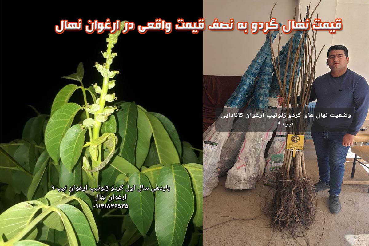 بزرگترین تولید کننده نهال گردو