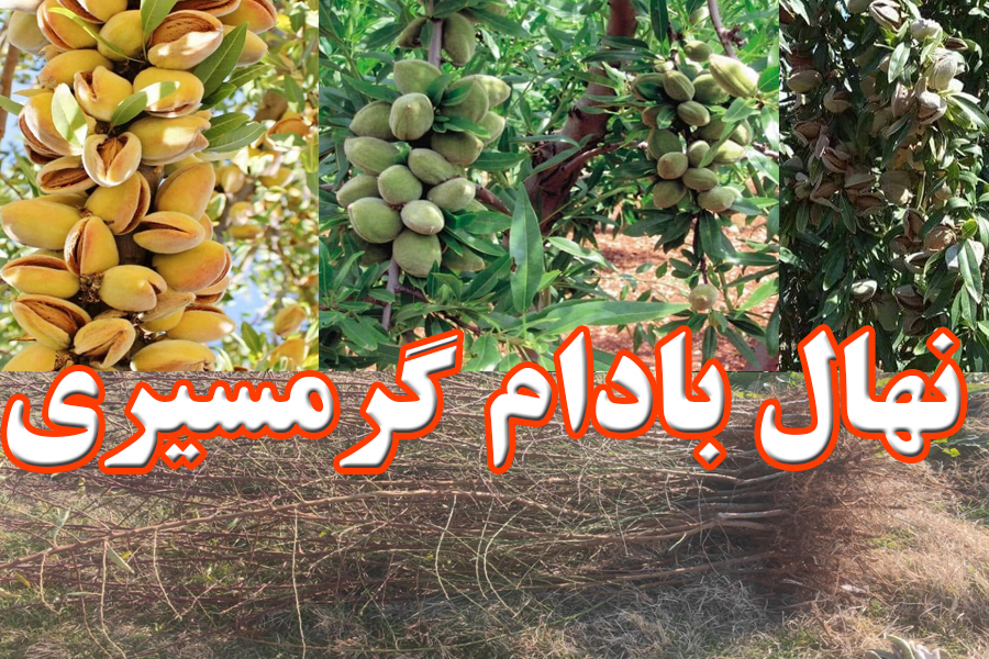 نهال بادام گرمسیری