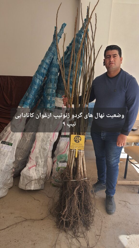 ارغوان نهال
