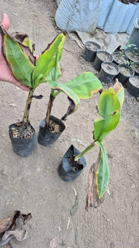 نهال موز کاوندیش