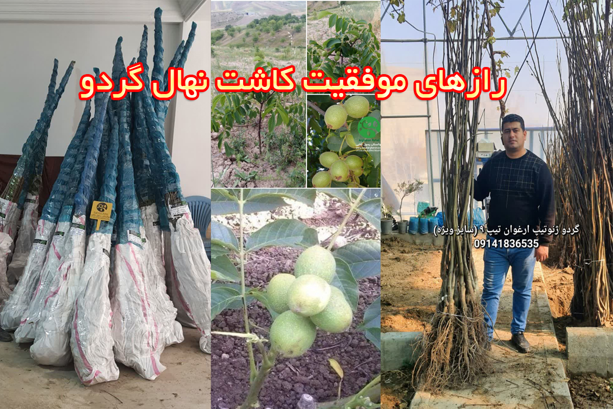 رازهای موفقیت کاشت نهال گردو