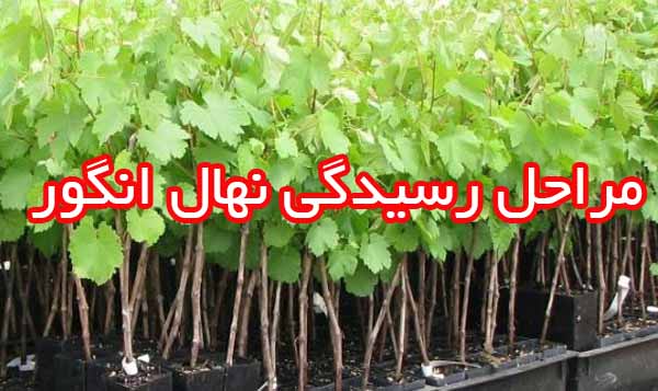 مراحل رسیدگی نهال انگور