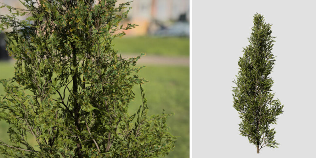 نهال صنوبر ایتالیایی1