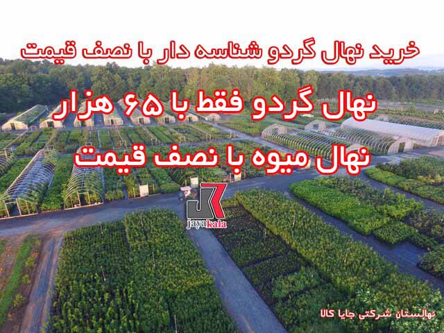 درختان گردوی اصلاح شده با 50 درصد تخفیف