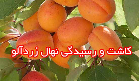 کاشت و رسیدگی نهال زردآلو