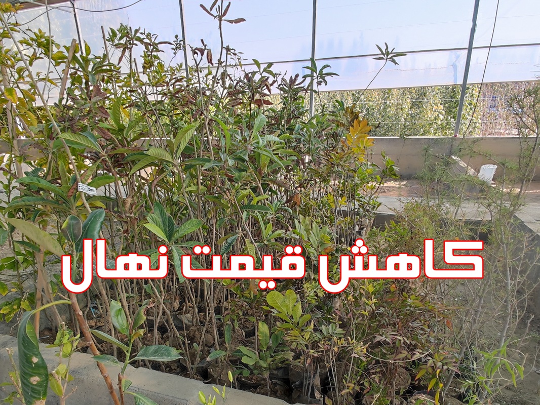 کاهش قیمت نهال