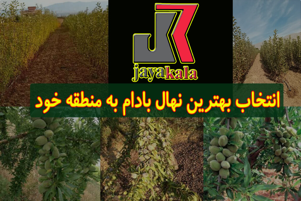 انتخاب بهترین نهال بادام برای منطقه خود