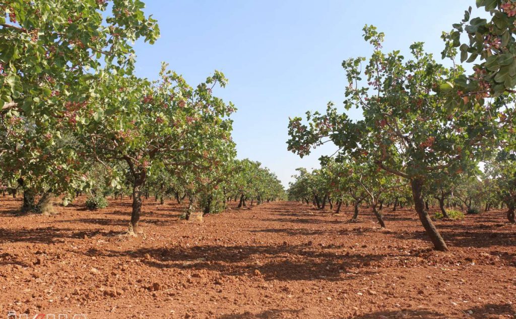 افزایش رشد اقتصادی با کاشت نهال پسته