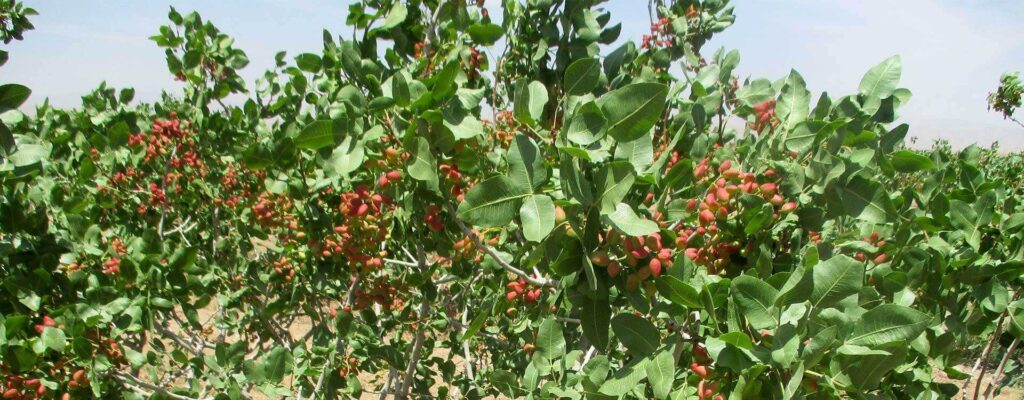 بهترین روش های آبیاری برای رشد و توسعه نهال پسته1