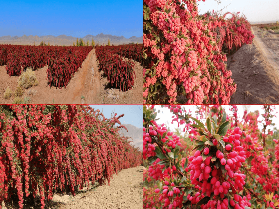 نکات مهم در انتخاب و مراقبت از نهال زرشک