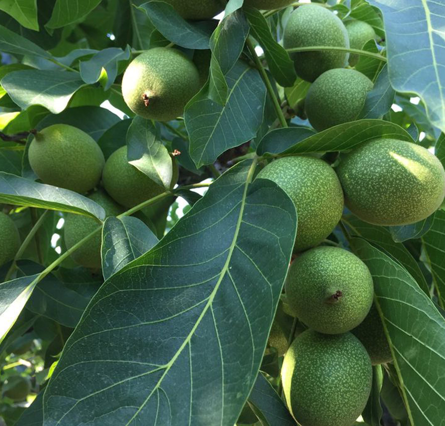 بررسی ویژگی های بارز نهال گردو چندلر