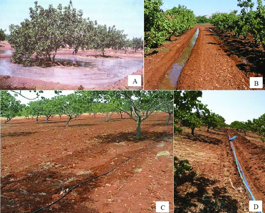 روش های آبیاری نهال پسته