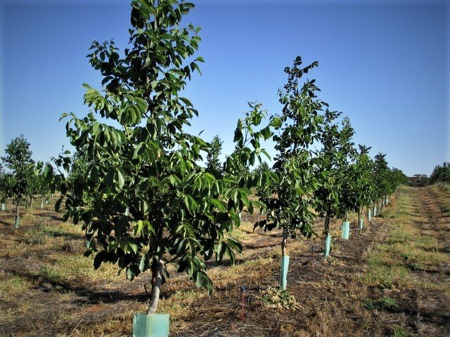 بررسی ویژگی های بارز نهال گردو چندلر