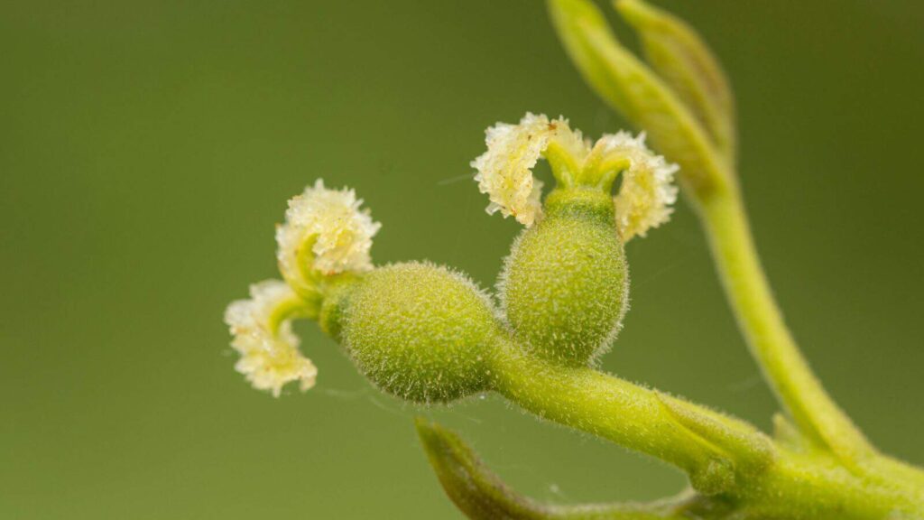 آبیاری منظم در زمان های گرم