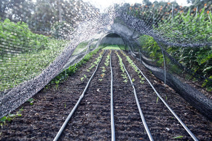 آبیاری نهال پسته