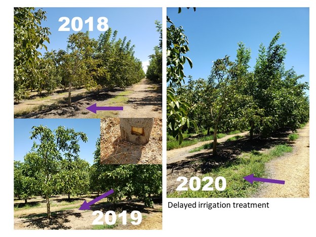 مراحل رشد نهال گردو با آبیاری مناسب