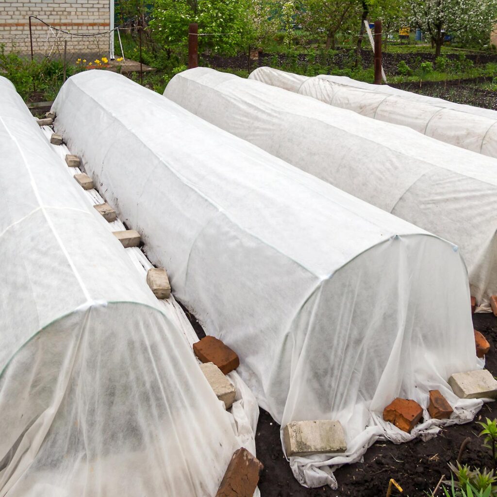 حفاظت از نهال پسته در زمستان