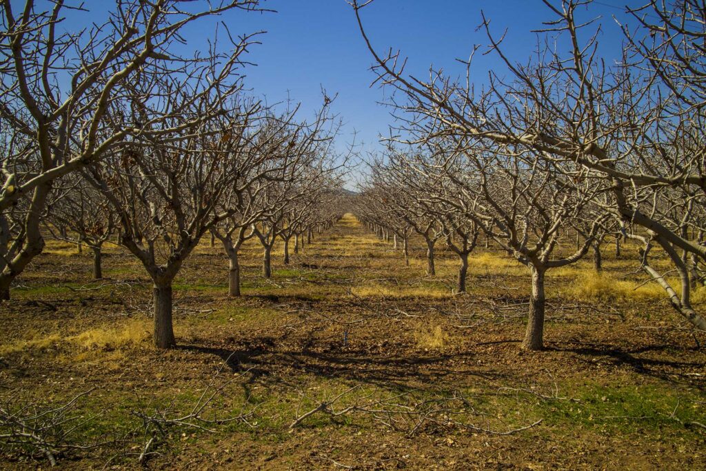 نکات مهم برای حفظ و نگهداری از نهال پسته در فصل پاییز
