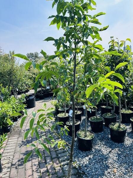 بررسی ویژگی های بارز نهال گردو چندلر