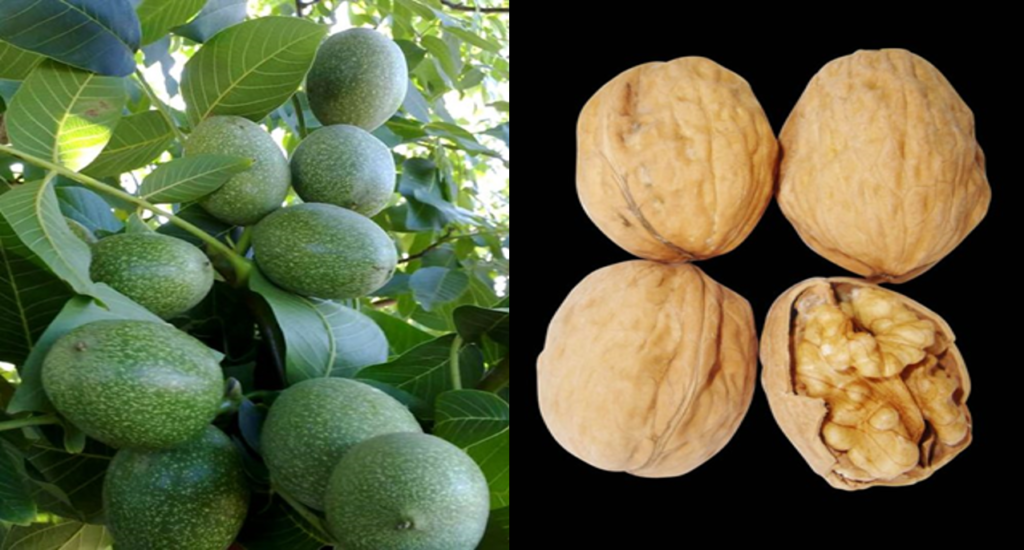 بررسی ویژگی های بارز نهال گردو چندلر