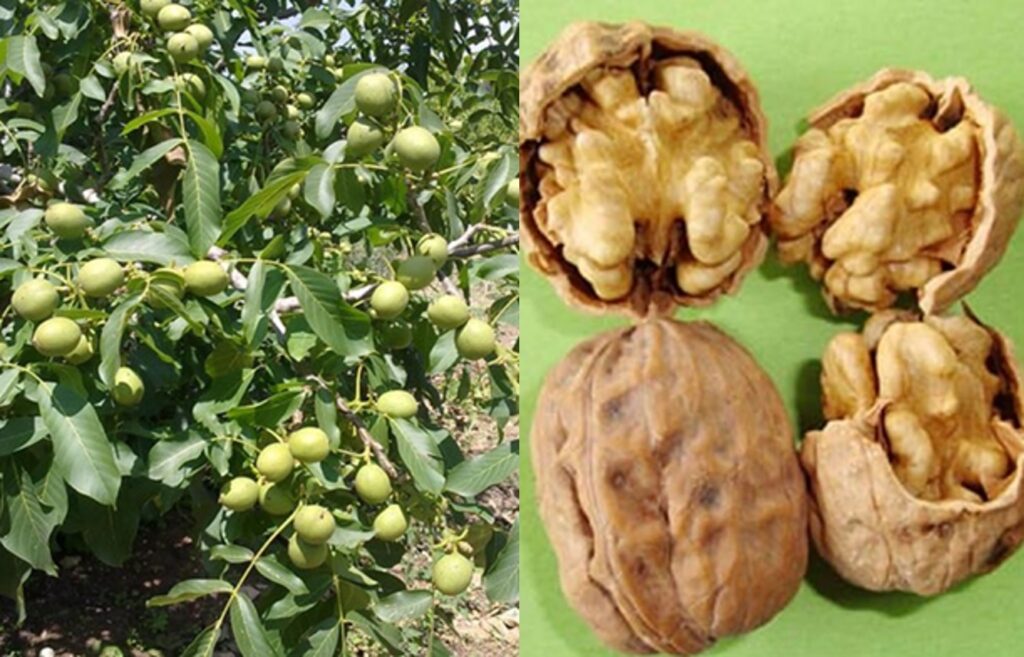 بررسی ویژگی های بارز نهال گردو چندلر