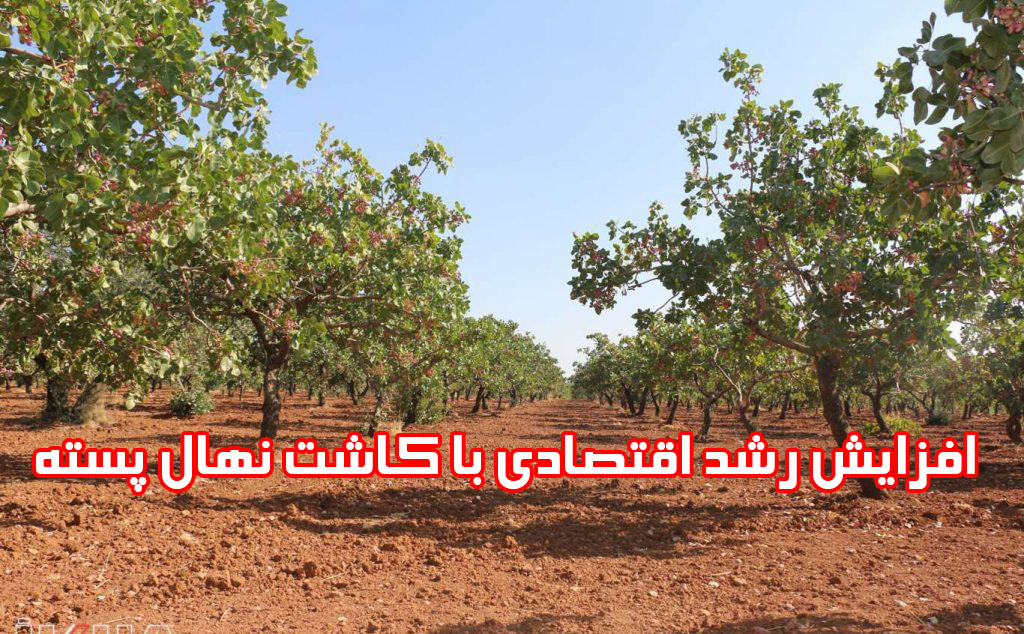 افزایش رشد اقتصادی با کاشت نهال پسته