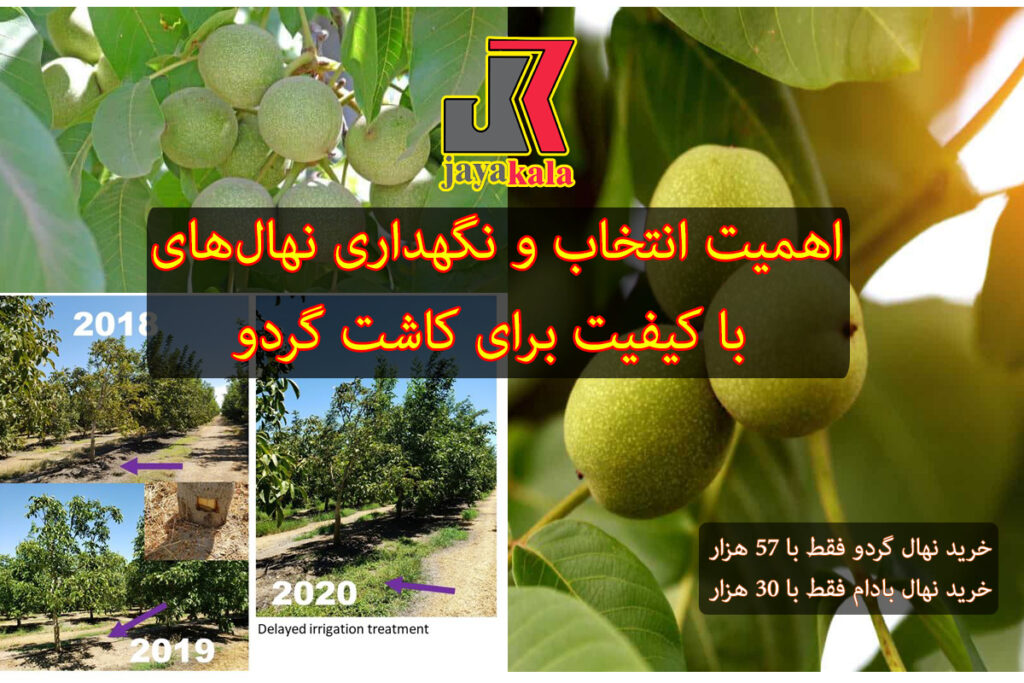 اهمیت انتخاب و نگهداری نهال‌های با کیفیت برای کاشت گردو