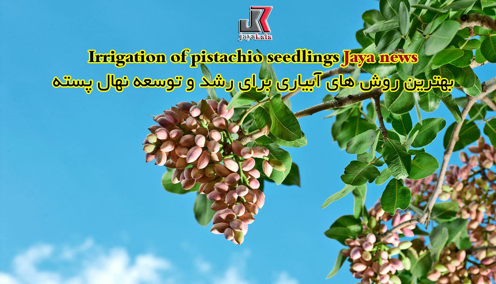 بهترین روش های آبیاری برای رشد و توسعه نهال پسته