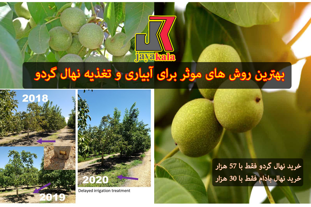 بهترین روش های موثر برای آبیاری و تغذیه نهال گردو