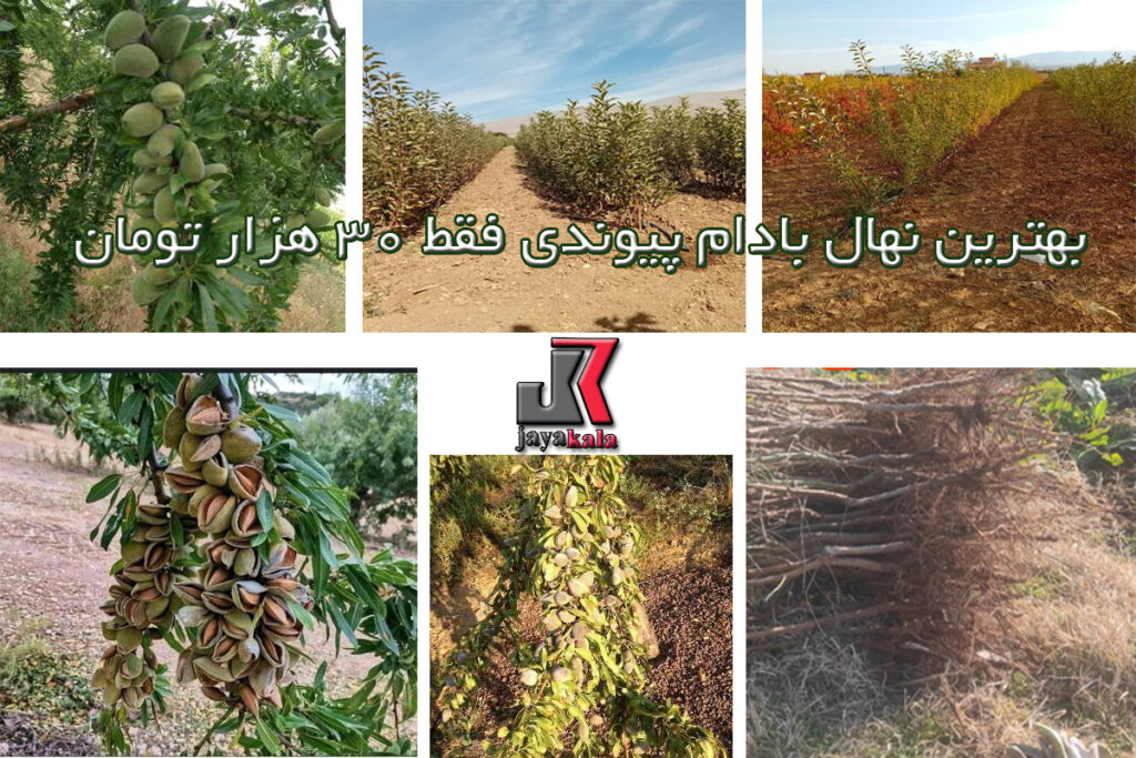 بهترین نهال بادام پیوندی فقط 30 هزار تومان
