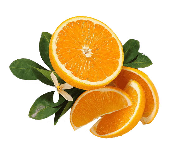 نهال نارنگی شاهین