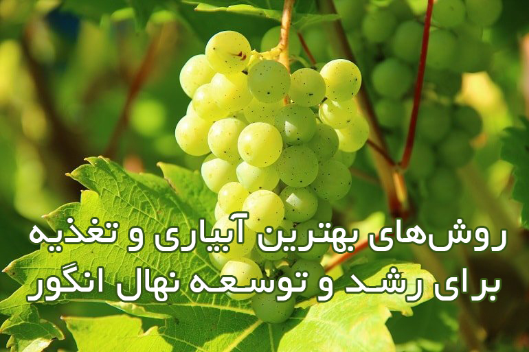 روش‌های بهترین آبیاری و تغذیه برای رشد و توسعه نهال انگور
