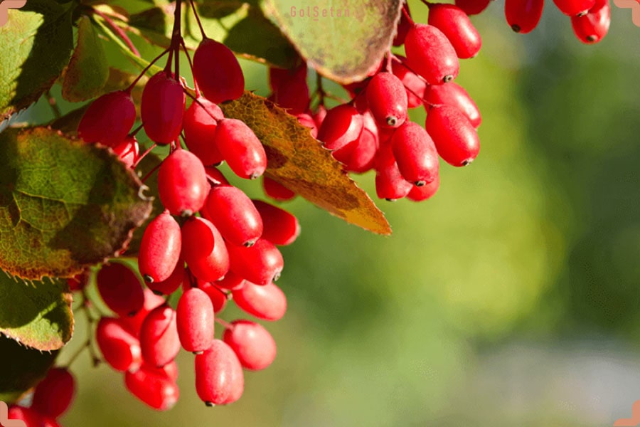 نکات مهم در انتخاب و مراقبت از نهال زرشک