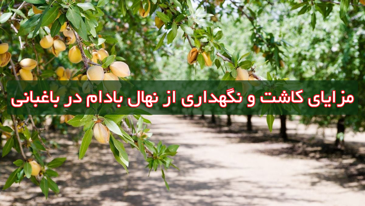 مزایای کاشت و نگهداری از نهال بادام در باغبانی