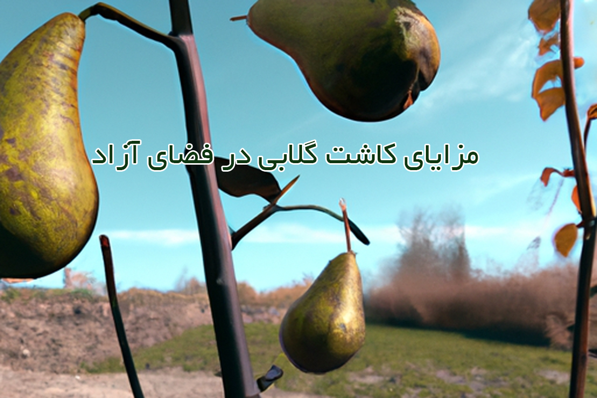 مزایای کاشت گلابی در فضای آزاد