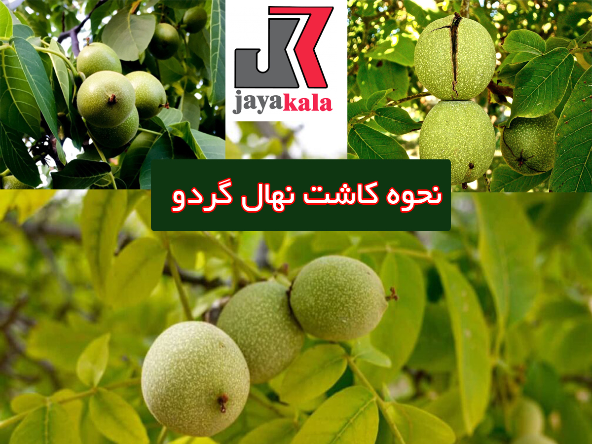 نحوه کاشت نهال گردو