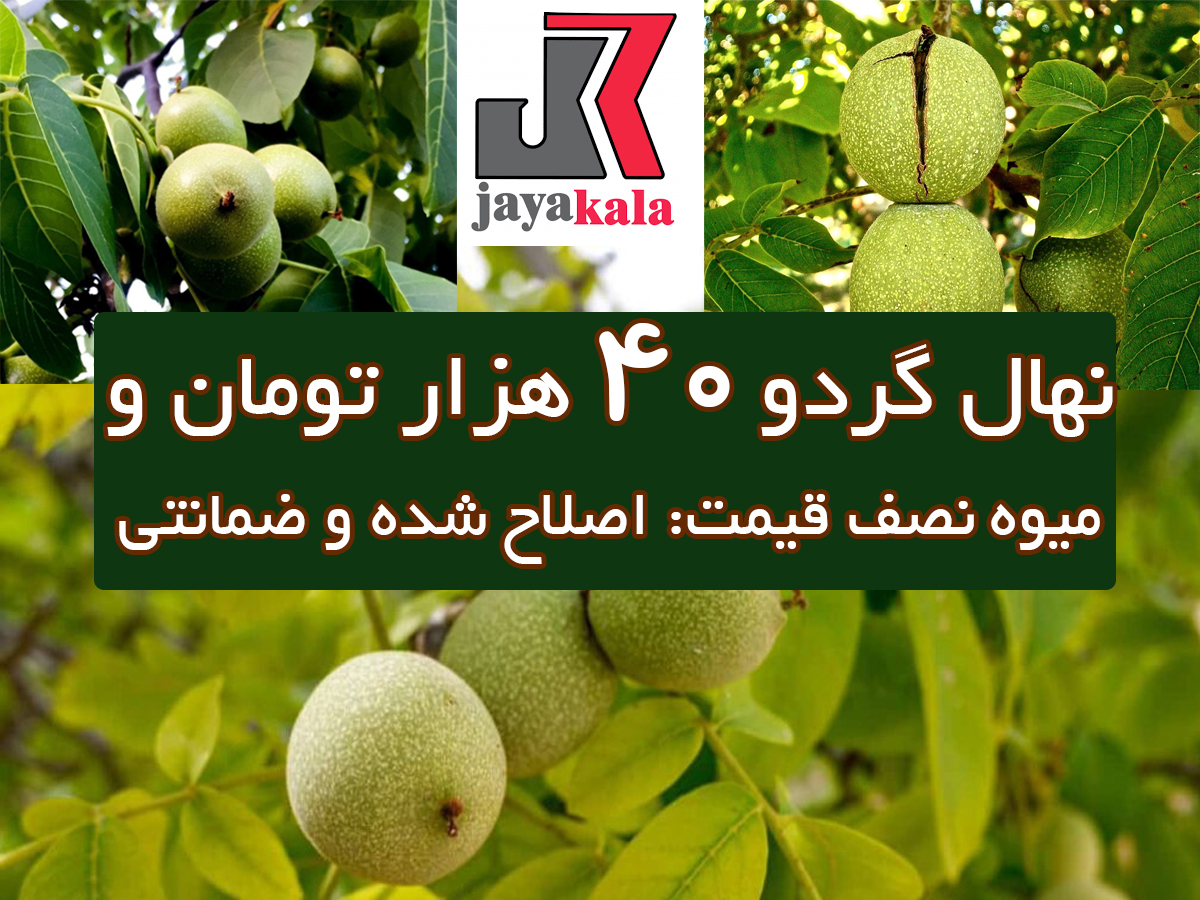 نکات مهم در انتخاب و خرید نهال گردو