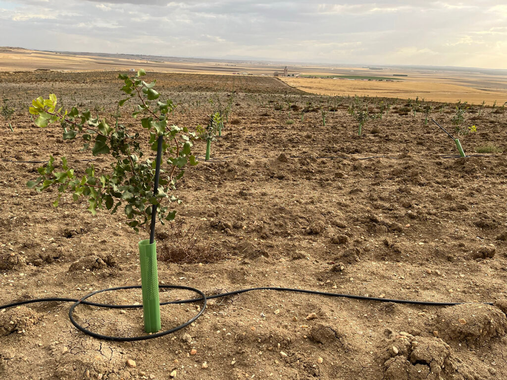 بهترین روش های آبیاری برای رشد و توسعه نهال پسته