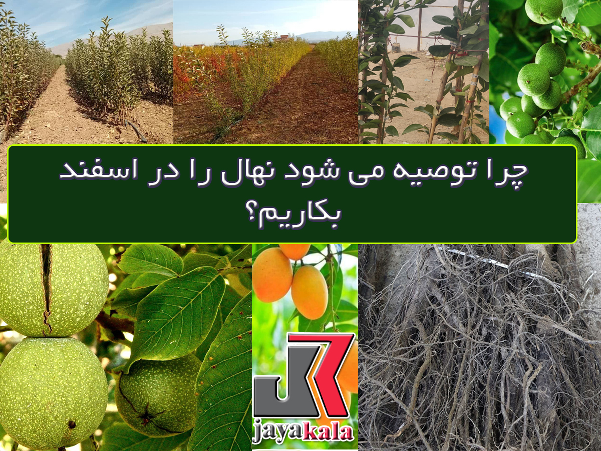 چرا توصیه می شود نهال را در اسفند بکاریم؟