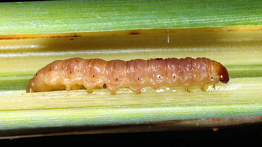 کرم ساقه خوار بادام و راههای مقابله با آن