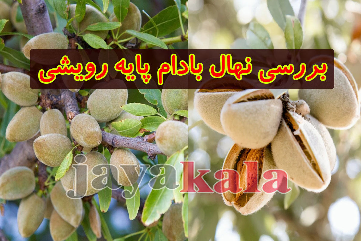 بررسی نهال بادام پایه رویشی